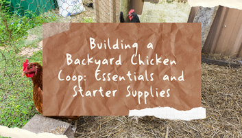 Building a Backyard Chicken Coop: Essentials and Starter Supplies
