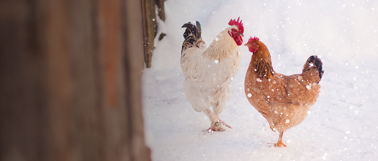 Chickens