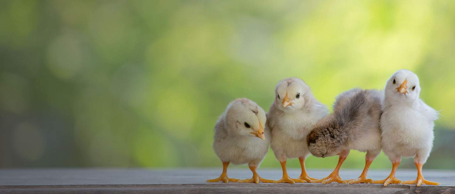 Chick Day